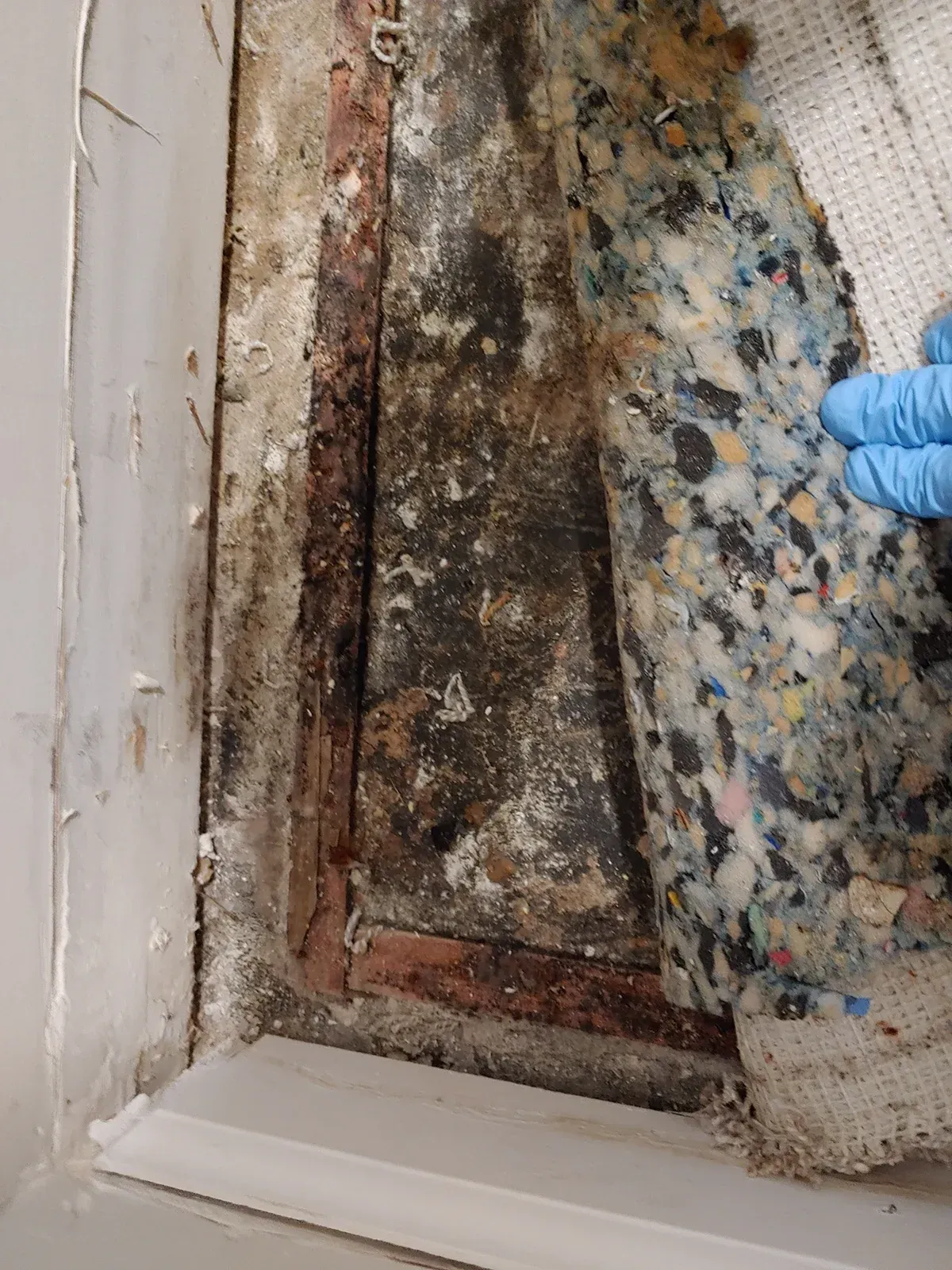 Mold inspection in Myrtle Beach