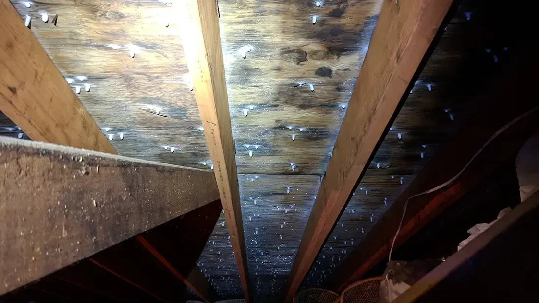 Mold inspection myrtle beach