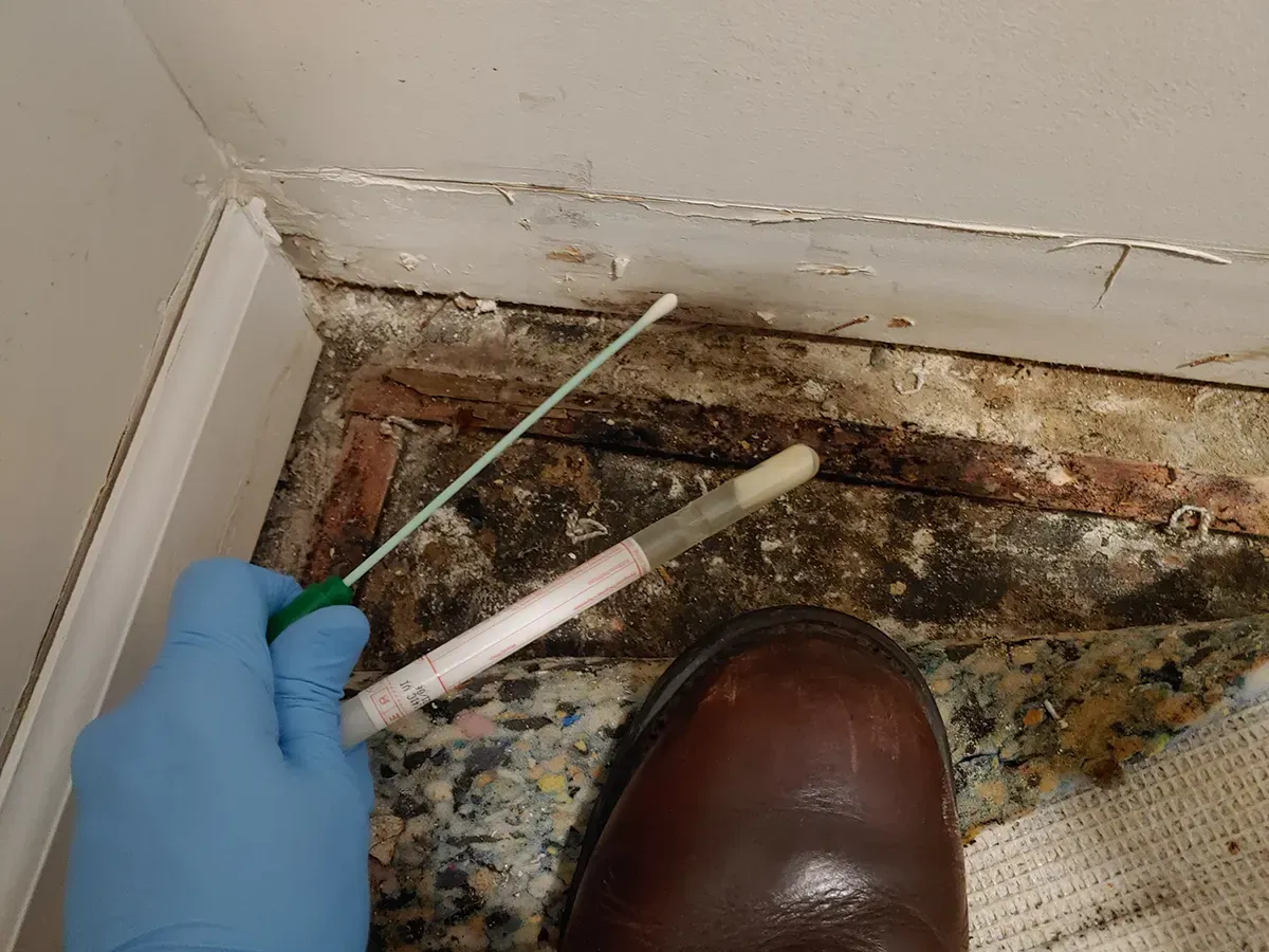 Mold Inspection Myrtle Beach 2