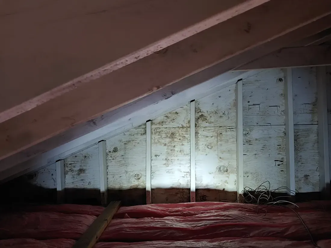 Mold inspection myrtle beach