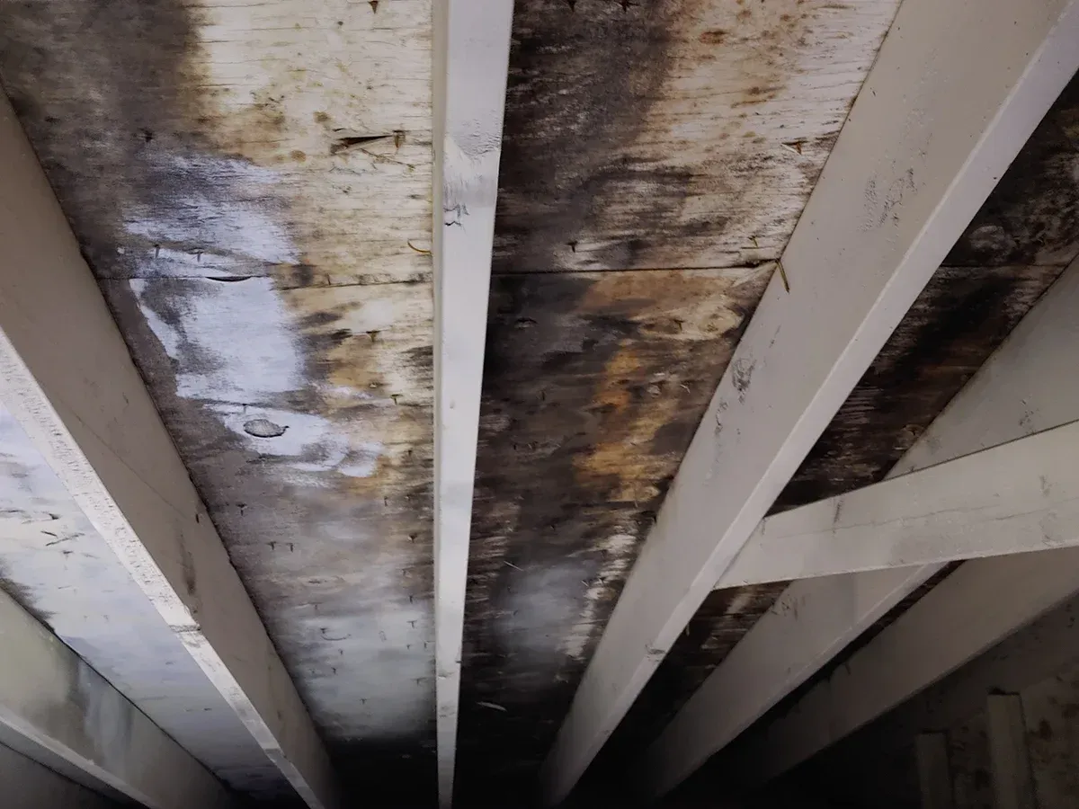 Mold Remediation Myrtle Beach