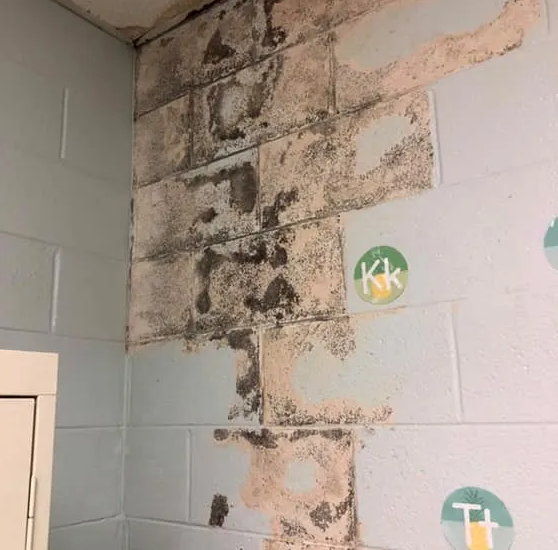 School Mold Removal South Carolina