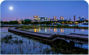 A wooden walkway over a swamp with a city skyline in the background at night.