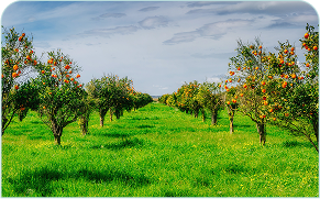A row of oranges growing on trees in a field.