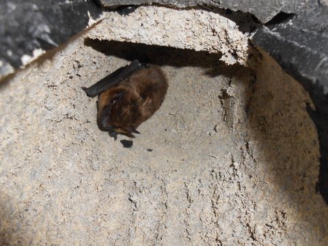 Bat mitigation