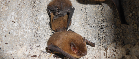 Bat assessment