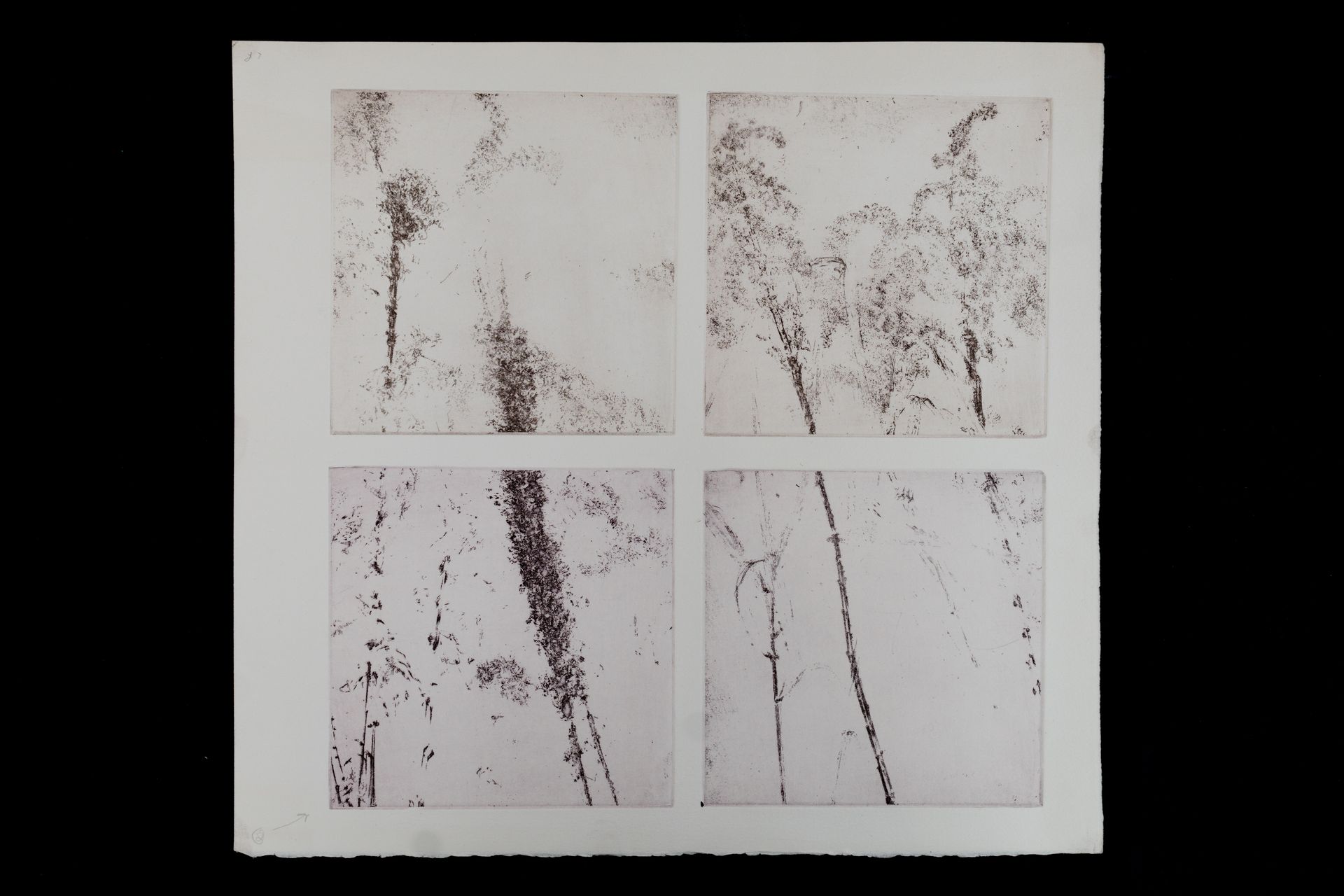 Four square panels, blurred images of tall, thin trees with dark, speckled branches against a light background.
