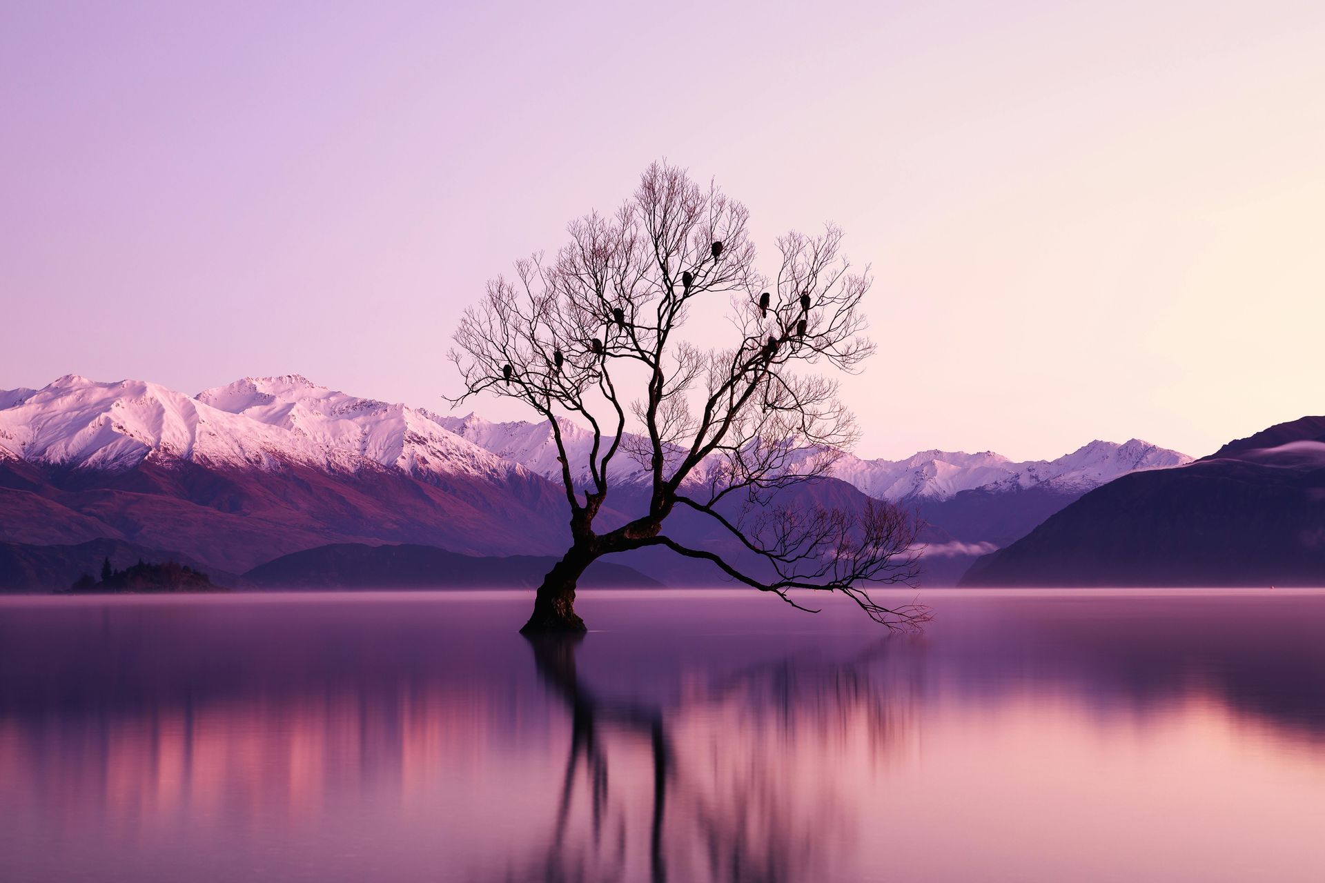 Tree in calm lake reflecting the purple and pink sunset and snowy mountains in the background.