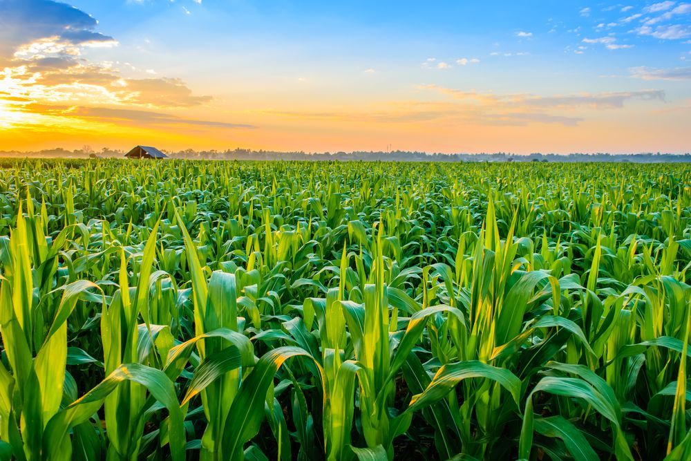 A field of corn with a sunset in the background .
