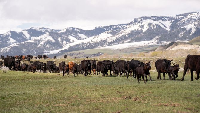 A herd of cows standing in a grassy field with mountains in the background.