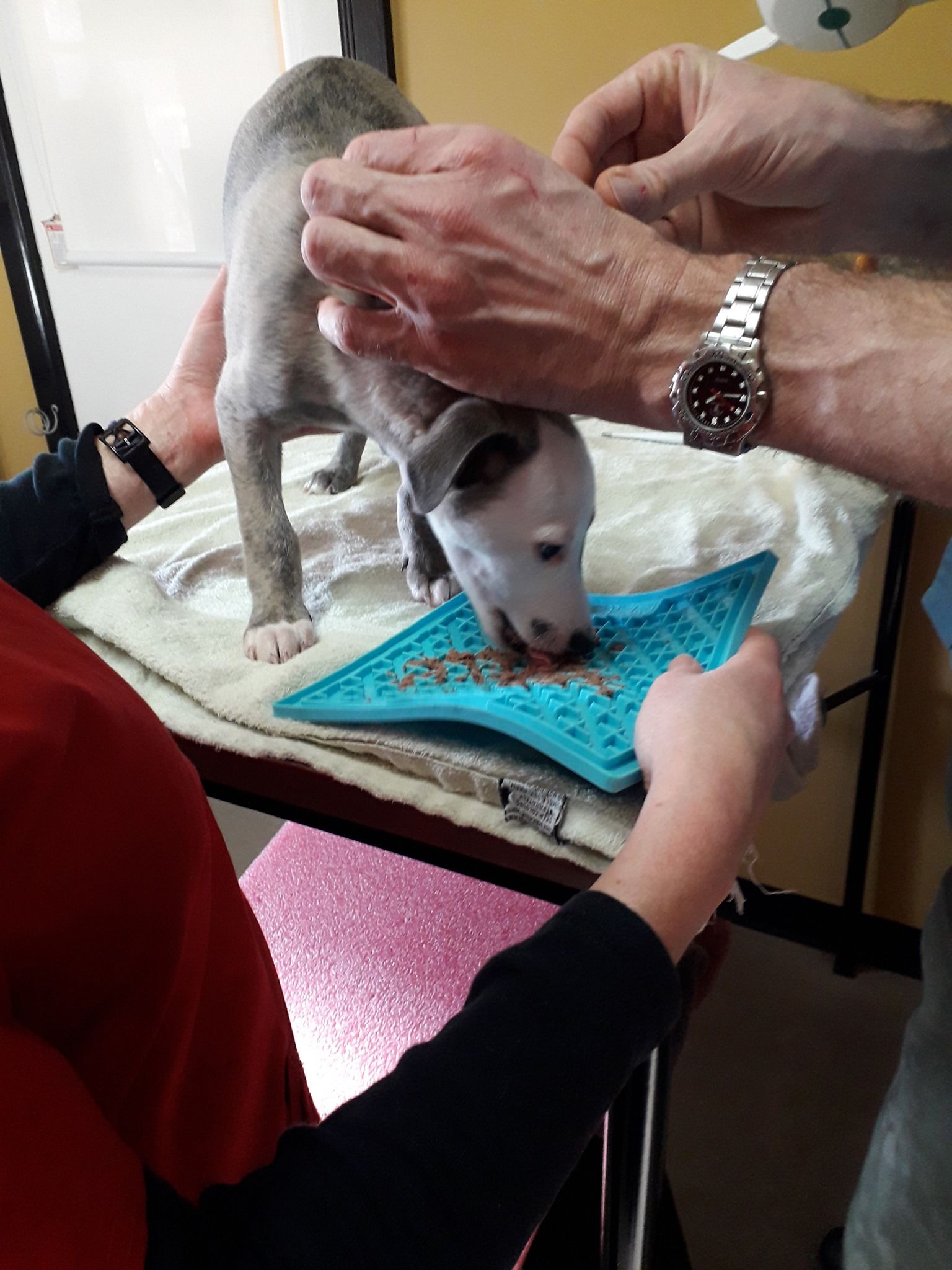 Puppy Eating While Having an Injection — Sandy Bay, TAS — Sandy Bay Holistic Vet