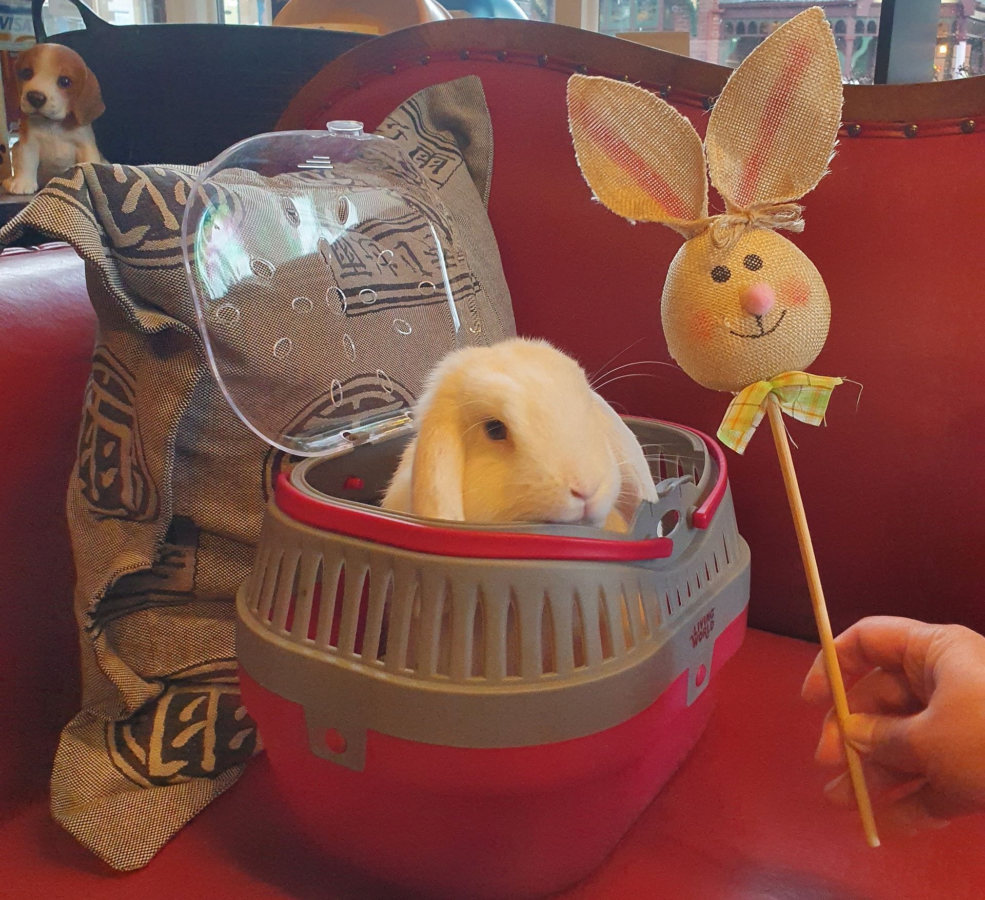 Rabbit in a Carrier — Sandy Bay, TAS — Sandy Bay Holistic Vet