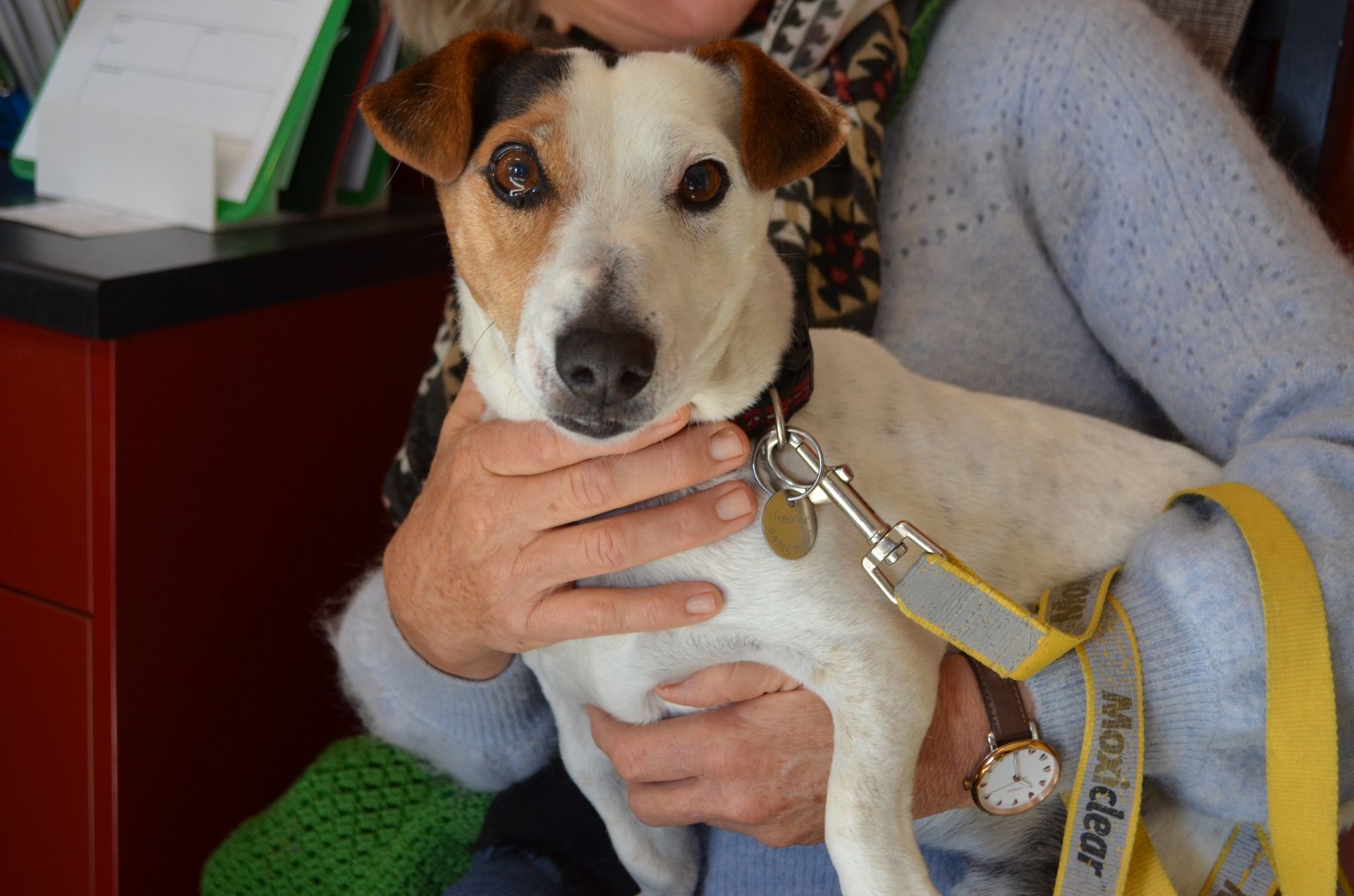 A Person Holding a Small Dog — Sandy Bay, TAS — Sandy Bay Holistic Vet
