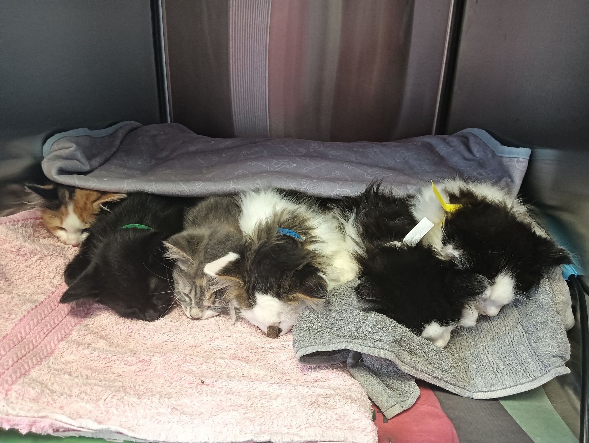 Group of Kittens Sleeping Under a Blanket — Sandy Bay, TAS — Sandy Bay Holistic Vet