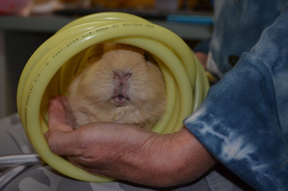 Chickpea a Senior Guinea Pig — Sandy Bay, TAS — Sandy Bay Holistic Vet