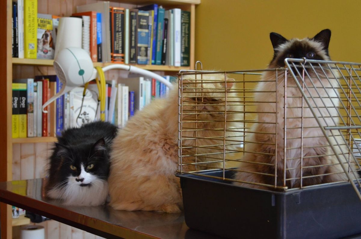 Meg Oscar and Tappi — Sandy Bay, TAS — Sandy Bay Holistic Vet