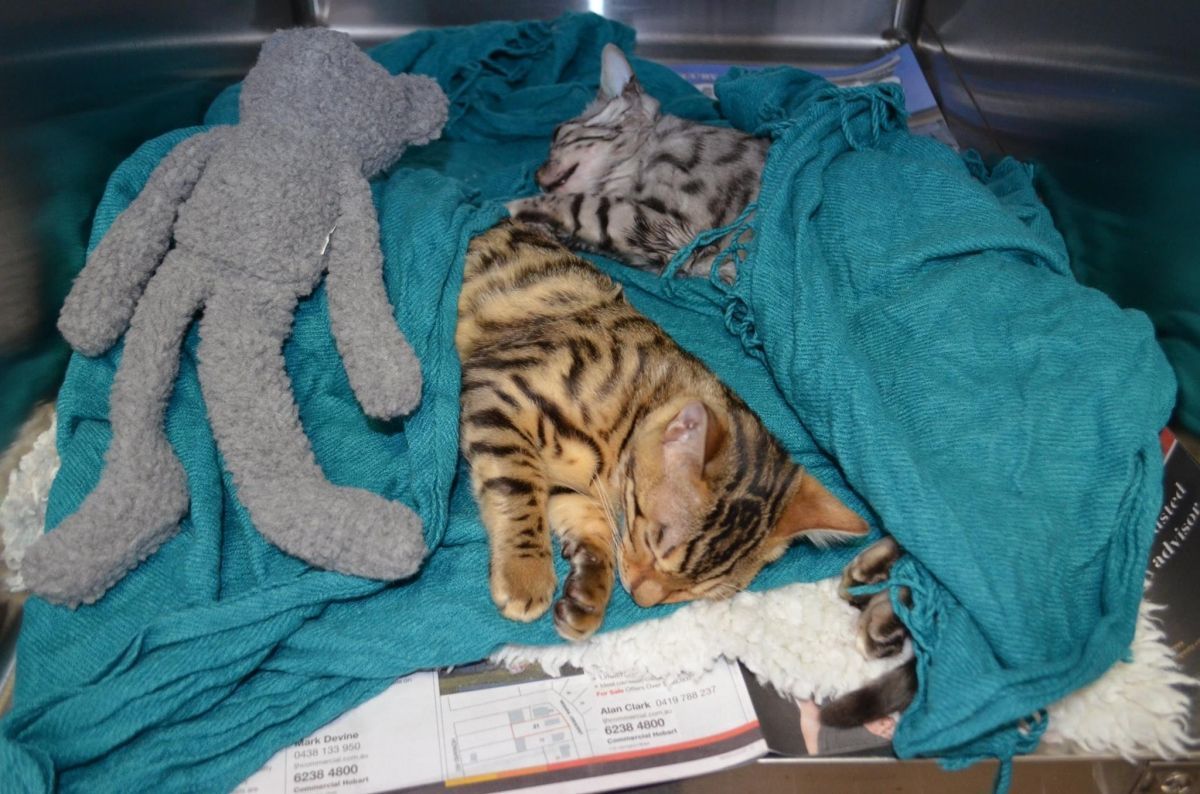 Two Kittens Sleeping on a Blanket — Sandy Bay, TAS — Sandy Bay Holistic Vet