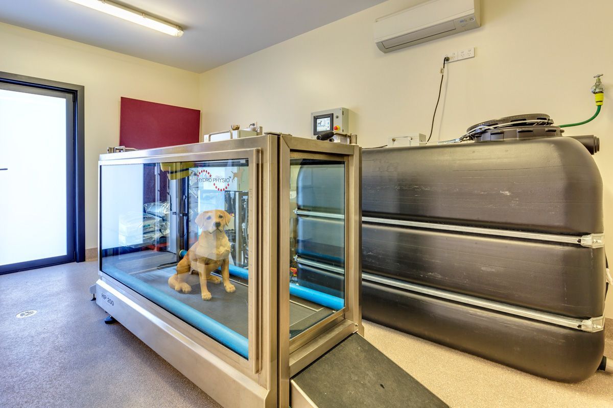 Hydrotherapy Room — Sandy Bay, TAS — Sandy Bay Holistic Vet