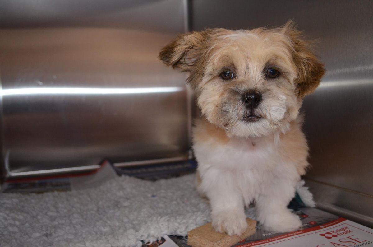 Little Charlie Chuter in for a Bath — Sandy Bay, TAS — Sandy Bay Holistic Vet