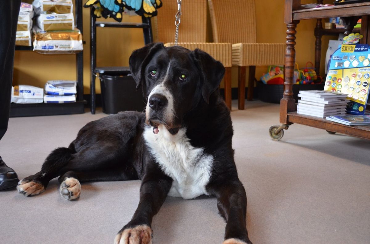 Black and White Dog Lying on the Floor — Sandy Bay, TAS — Sandy Bay Holistic Vet