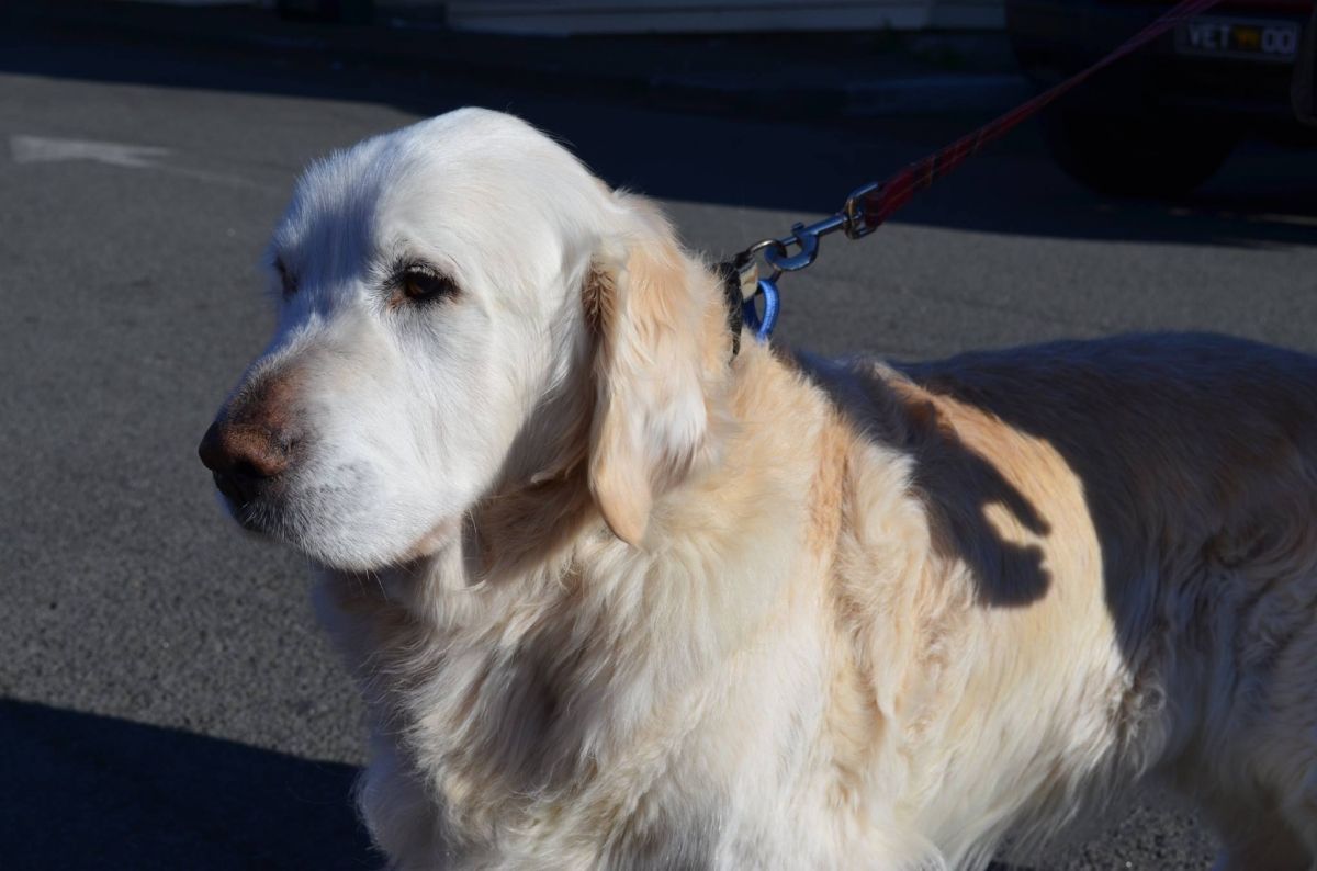 Golden Retriever Dog on a Leash — Sandy Bay, TAS — Sandy Bay Holistic Vet
