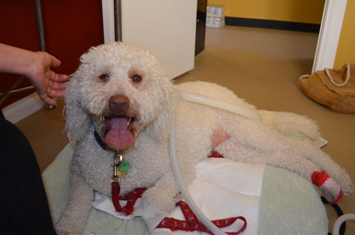 White Poodle Dog on a Bed — Sandy Bay, TAS — Sandy Bay Holistic Vet