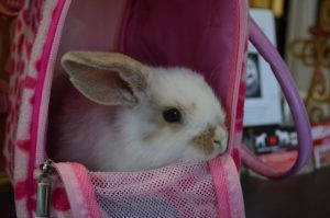 Rabbit Inside a House Bag — Sandy Bay, TAS — Sandy Bay Holistic Vet