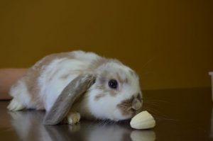 Rabbit Eating a Banana — Sandy Bay, TAS — Sandy Bay Holistic Vet