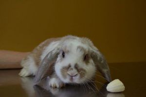 Rabbit Looking at the Camera — Sandy Bay, TAS — Sandy Bay Holistic Vet