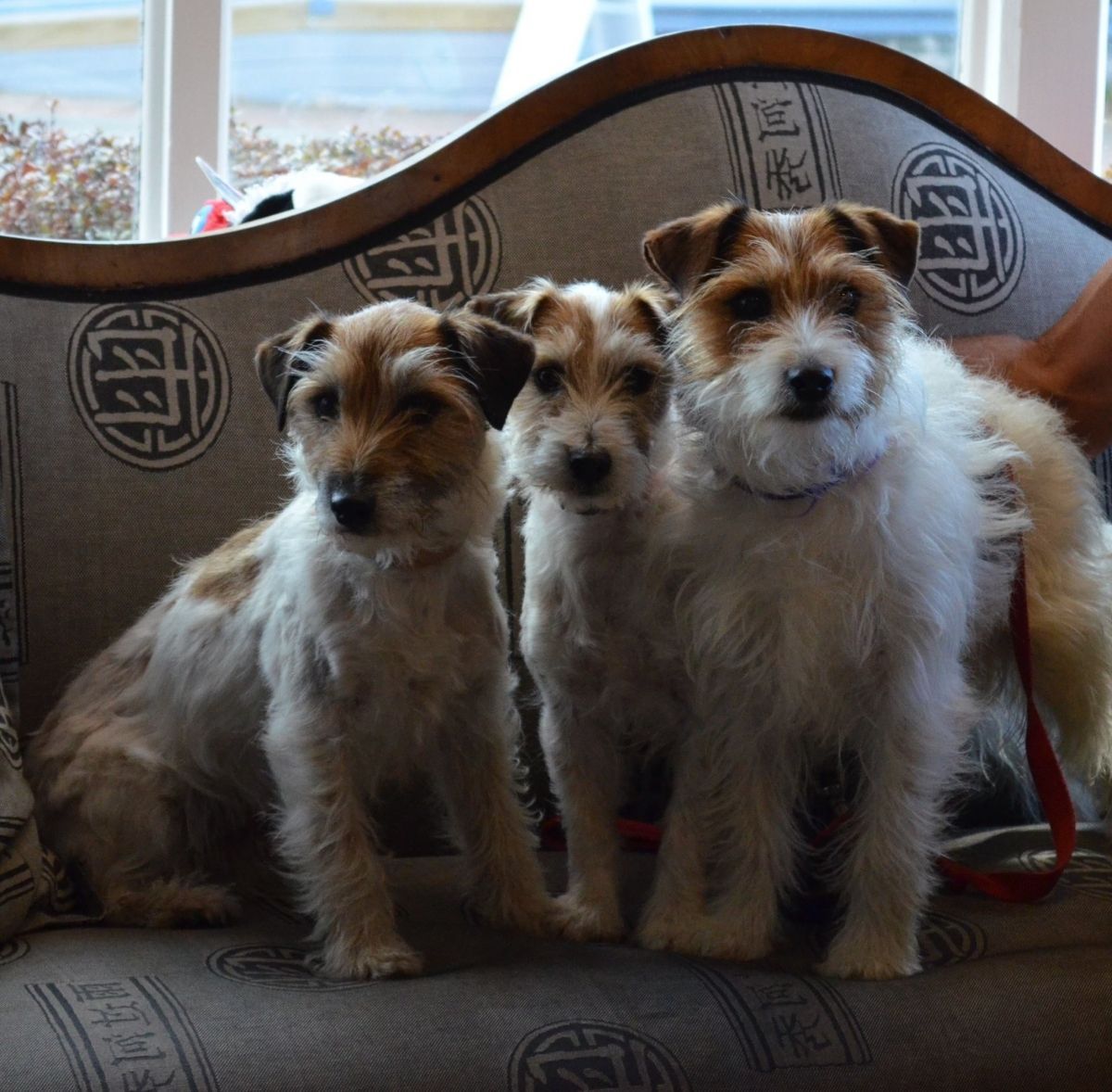 Three Dogs are Sitting on a Couch — Sandy Bay, TAS — Sandy Bay Holistic Vet