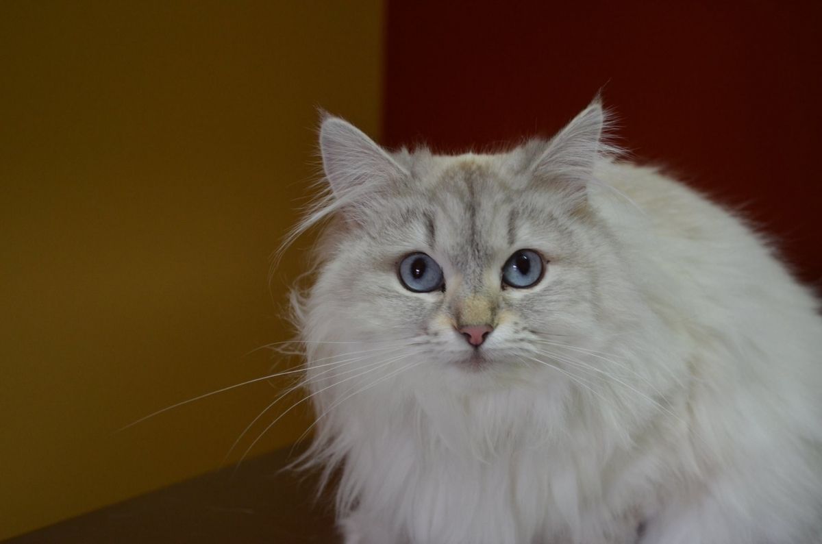 Fluffy White Cat with Blue Eyes — Sandy Bay, TAS — Sandy Bay Holistic Vet