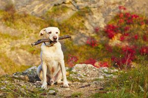 Senior Dog — Sandy Bay, TAS — Sandy Bay Holistic Vet