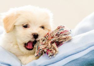 Cute White Puppy — Sandy Bay, TAS — Sandy Bay Holistic Vet