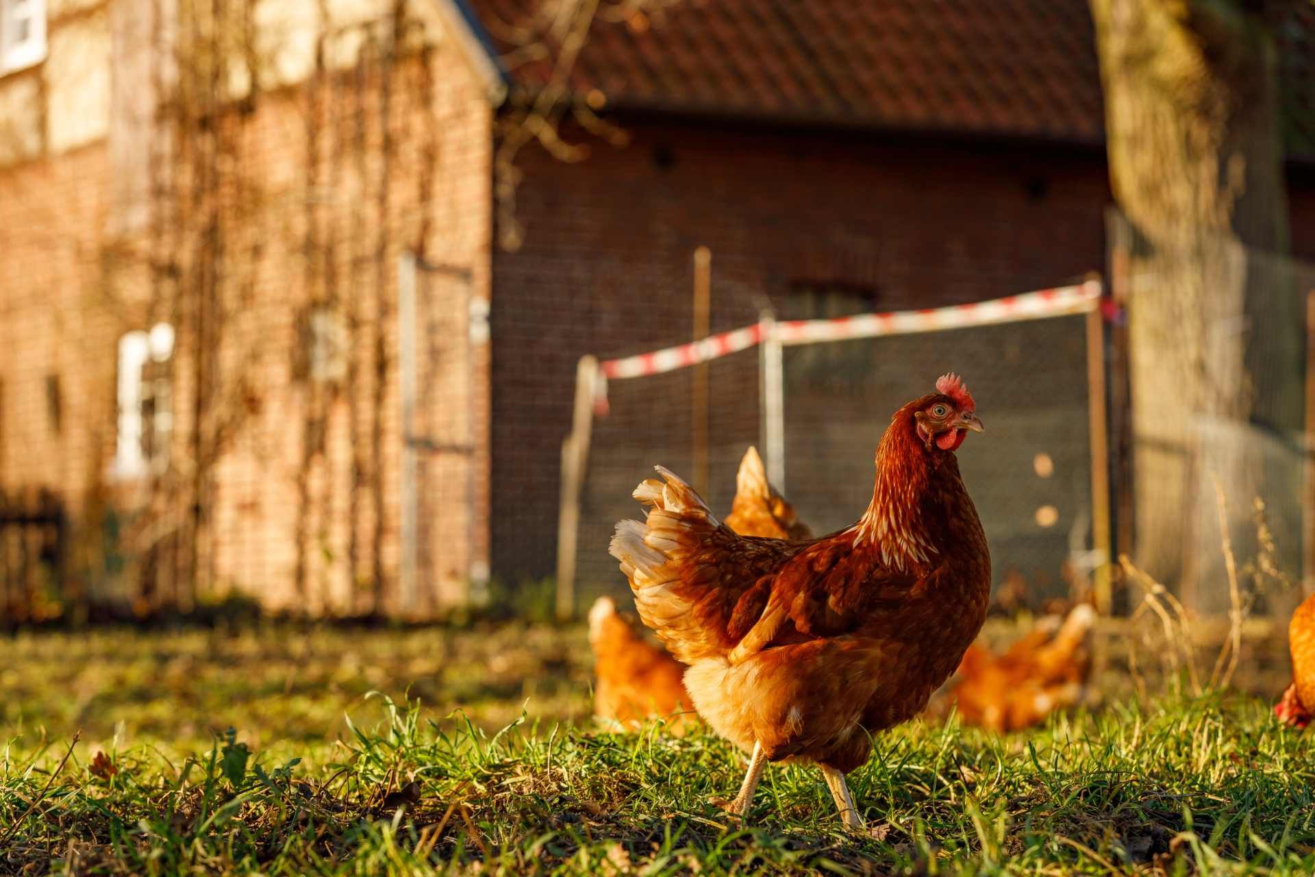 Valentine Plains Seed & Grains