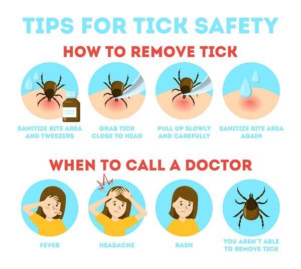 Info graphic on how to deal with LYME tick