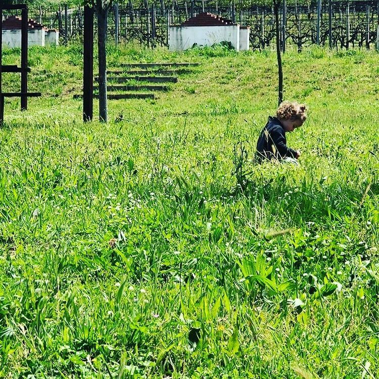 Prato della villa con area picnic