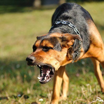 Dog aggression hot sale towards people