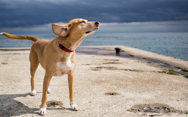 can you take dogs on old hunstanton beach