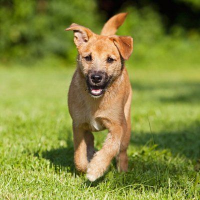 a happy dog running