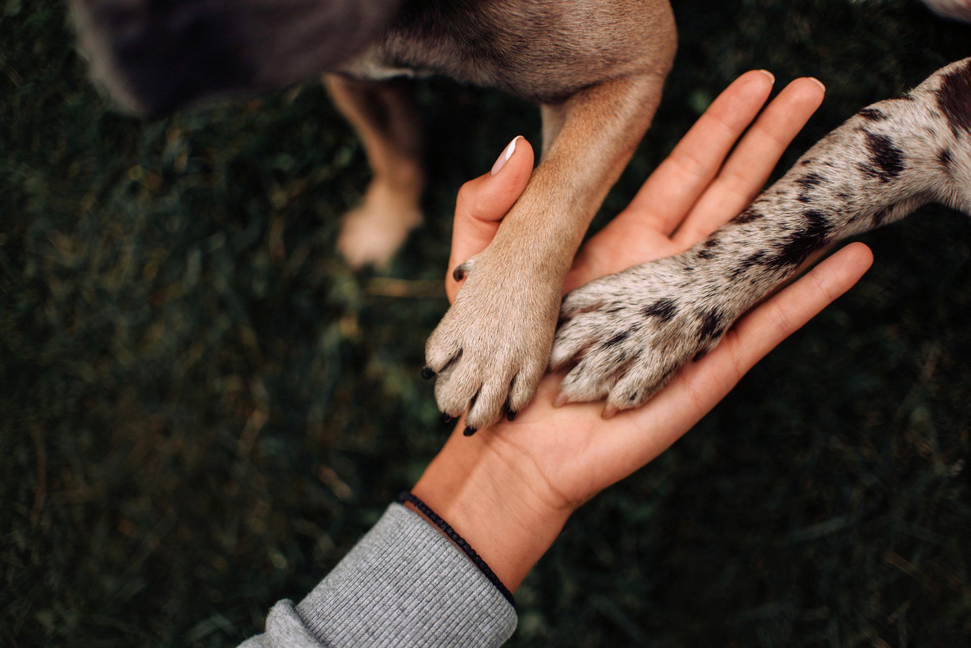 Dog And The Owner — Leland, NC — Boomerang Animal Rehabilitation