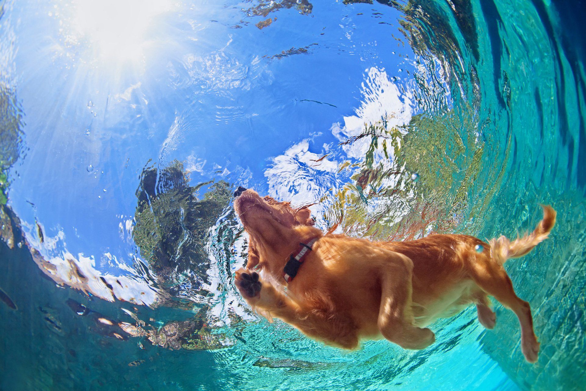 Dog Playing In The Pool — Leland, NC — Boomerang Animal Rehabilitation