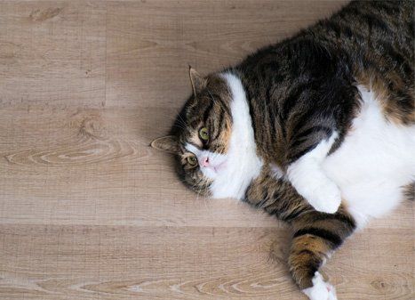 Cat Sleeping — Leland, NC — Boomerang Animal Rehabilitation