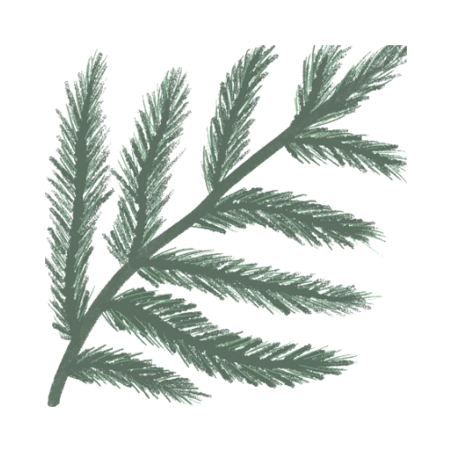 Green pine branch with needle-like leaves on a white background