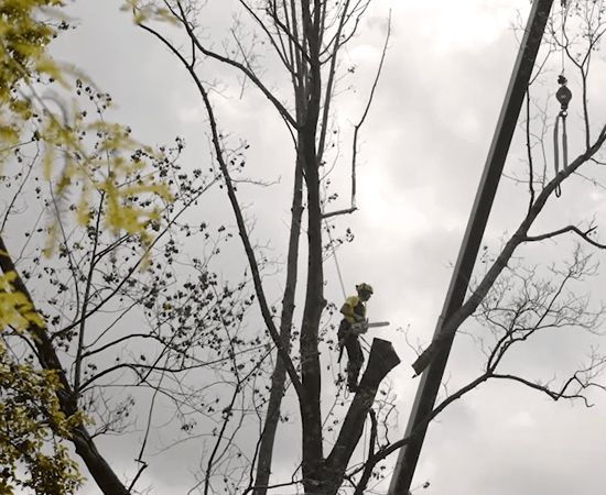 A man is cutting down a tree with a chainsaw