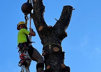 A man is climbing a tree with a helmet on.