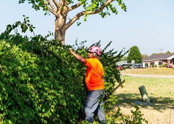 A man is cutting a tree with a chainsaw.