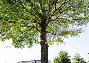 A large tree with lots of leaves is in front of a building.