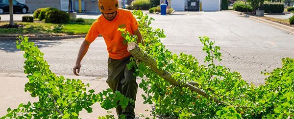 A man in an orange shirt is cutting a bush with a chainsaw.