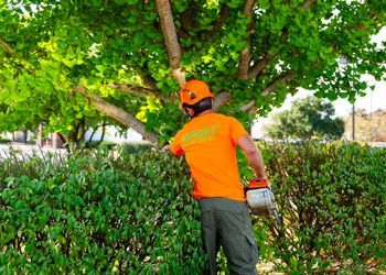 A man is cutting a hedge with a chainsaw.