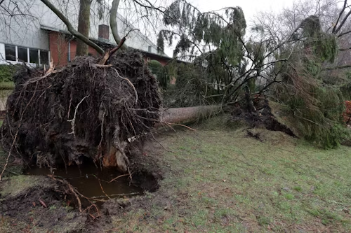 Uprooted tree lies on grassy hill with exposed roots; building in background.